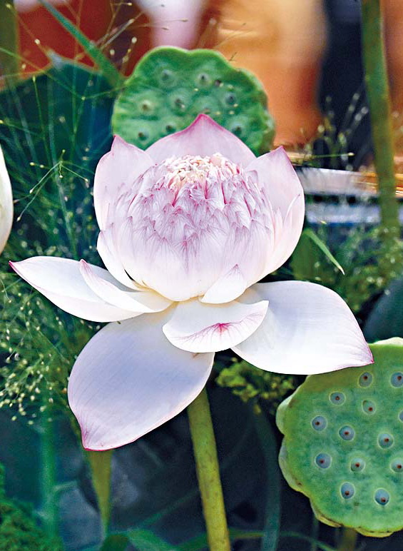 &ldquo;2025香港荷花展&rdquo;